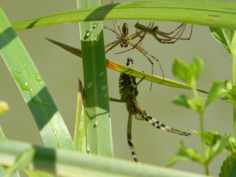 Argiope bruennichi in corteggiamento?